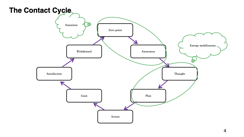 Slide: the Gestalt contact cycle, drawn as a loop of arrows between two ovals